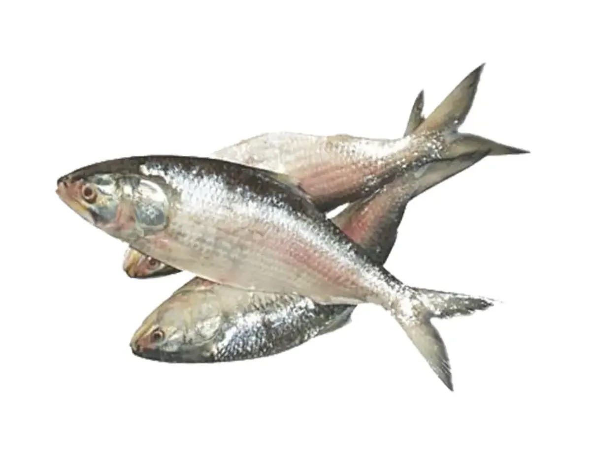 ইলিশ (৫০০-৬০০ গ্রাম)
