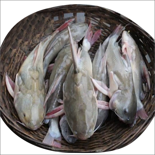 রিঠা মাছ (দেড় কেজি+)