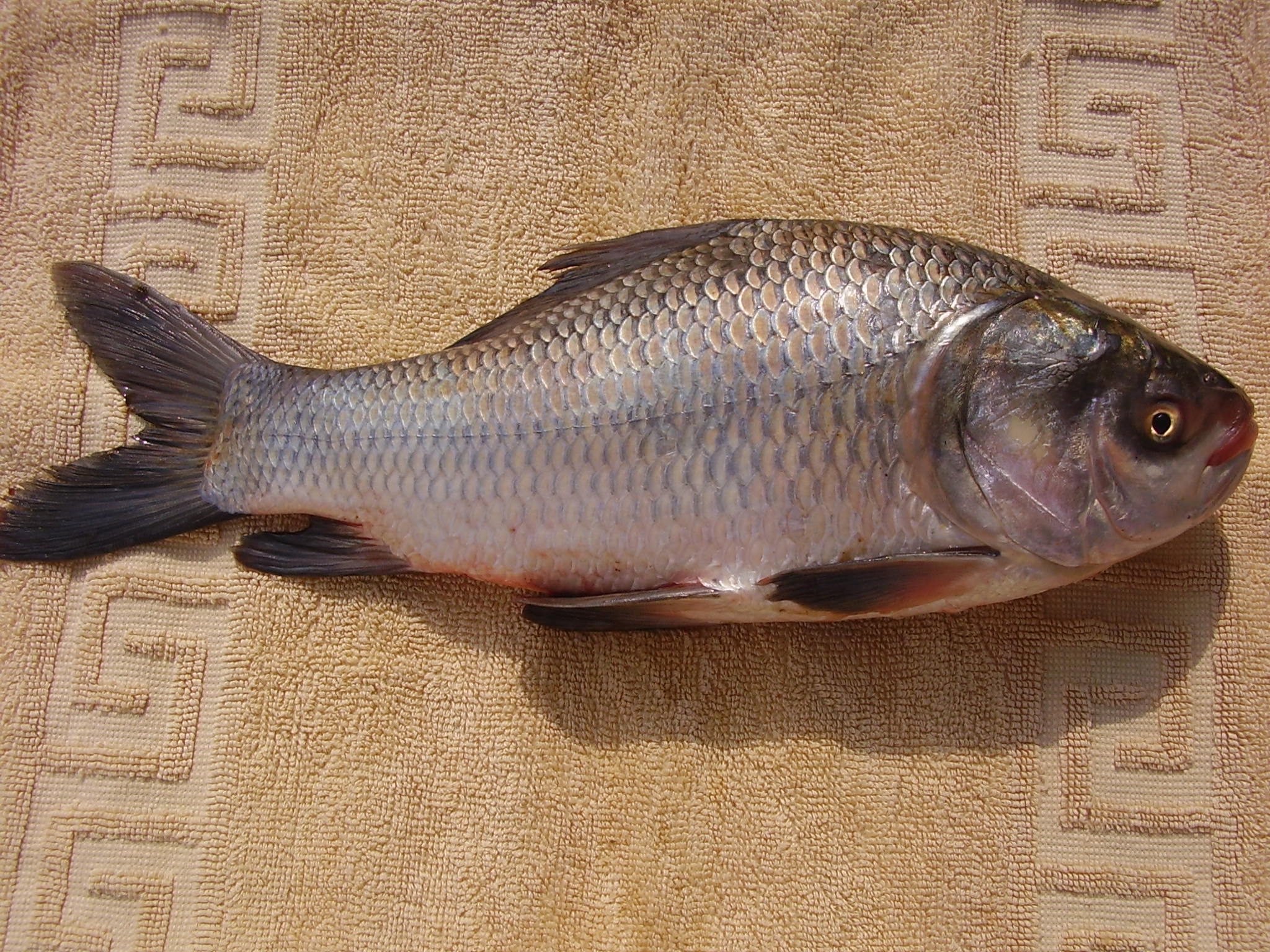 কাতল মাছ (৮-১০ কেজি)