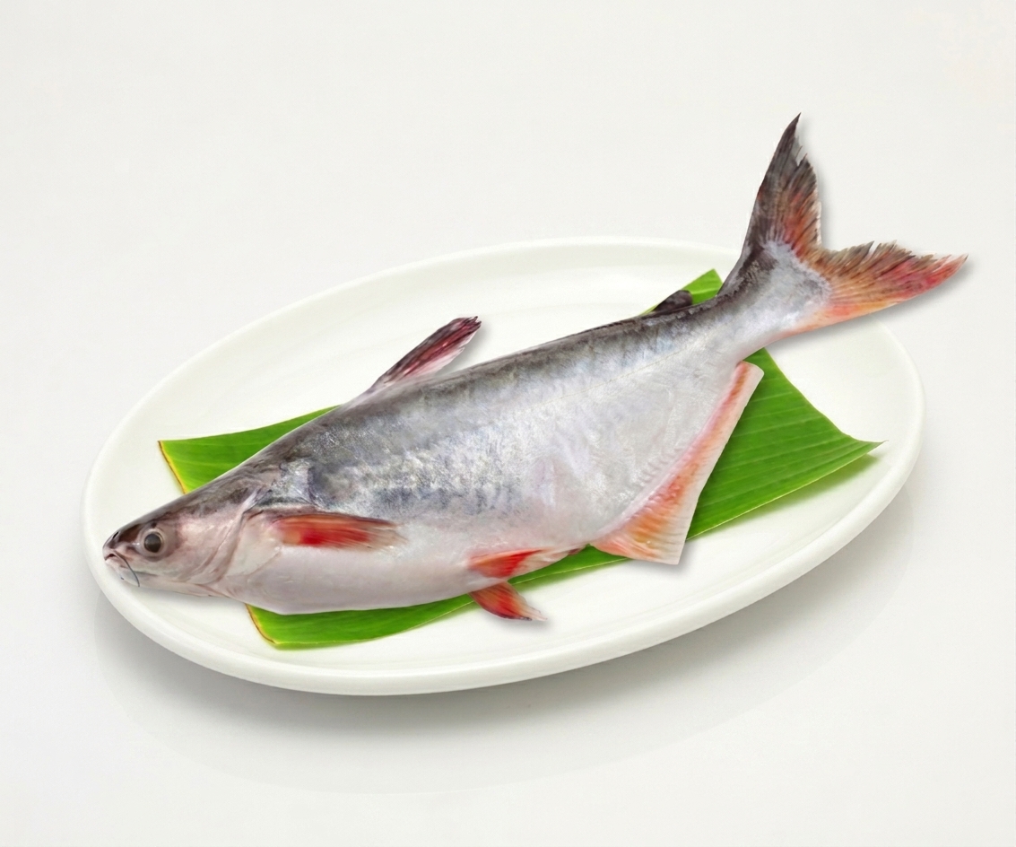 নদীর পাংগাস (৮-১০ কেজি)