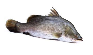কোরাল মাছ (১-১.৫ কেজি)