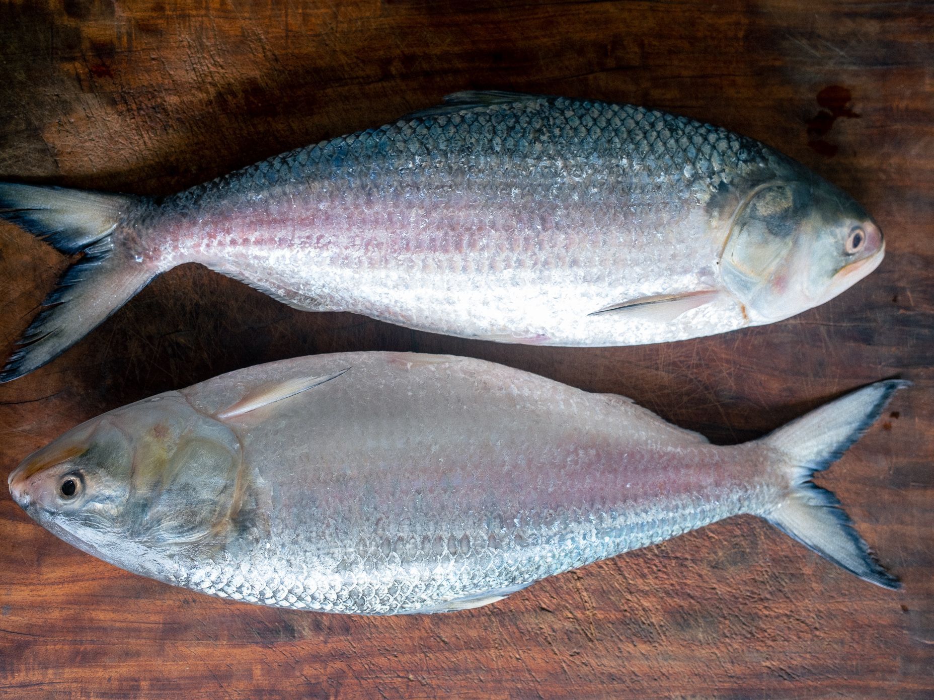 ইলিশ (১০০০-১১০০ গ্রাম)