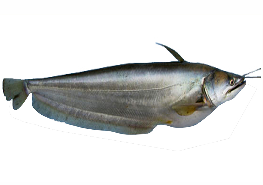 বোয়াল মাছ (১.৫-২ কেজি)