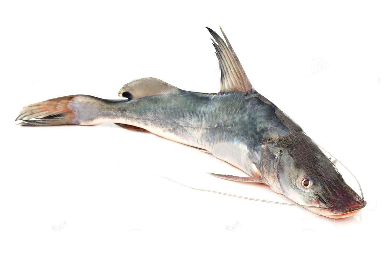 আইড় মাছ (৪-৫ কেজি)