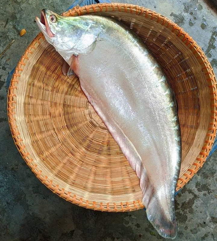 চিতল মাছ (২-৩ কেজি)